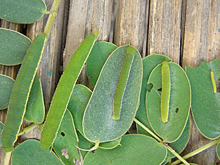 Catopsilia florella African Migrant