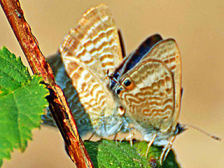 Lampides boeticus   Groer Wander-Bluling  Long-tailed Blue