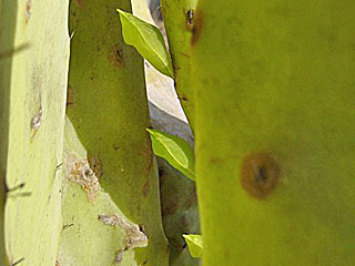 Puppen Catopsilia florella African Migrant