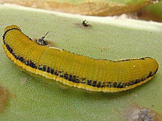 Raupe Catopsilia florella African Migrant