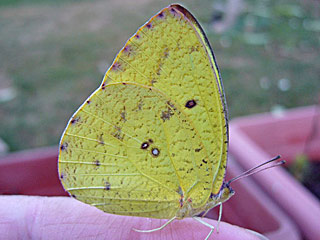 Weibchen Catopsilia florella African Migrant