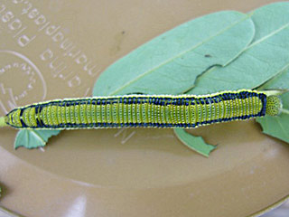 Raupe Catopsilia florella African Migrant