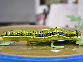 Raupe Catopsilia florella African Migrant