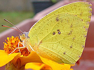 Weibchen Catopsilia florella African Migrant