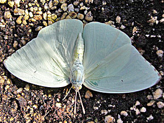 Weibchen Catopsilia florella African Migrant