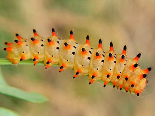 Raupe  Osterluzeifalter  Zerynthia polyxena  Southern Festoon