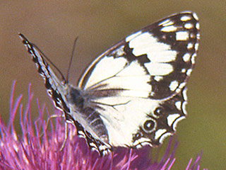 Melanargia titea