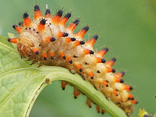 Raupe  Osterluzeifalter  Zerynthia polyxena  Southern Festoon