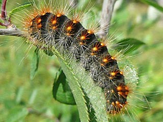 Goldhaar-Rindeneule  Acronicta auricoma  Scarce Dagger