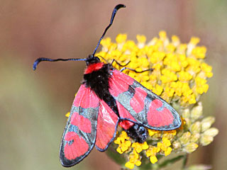 Zygaena manlia