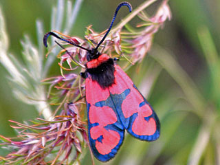 Zygaena manlia