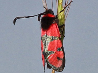 Zygaena manlia