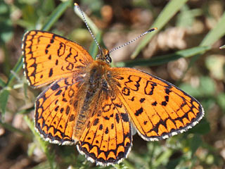 Melitaea arduinna