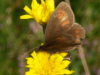 Erebia epiphron  Knochs Mohrenfalter  Mountain Ringlet