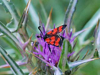 Zygaena graslini