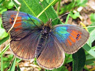 Erebia tyndarus Grnschillernder Mohrenfalter Swiss Brassy Ringlet