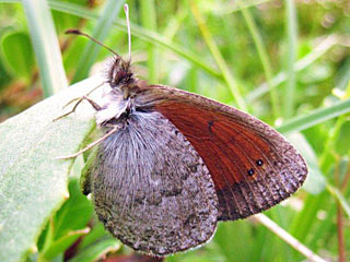 Erebia tyndarus Grnschillernder Mohrenfalter Swiss Brassy Ringlet