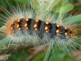 Goldhaar-Rindeneule  Acronicta auricoma  Scarce Dagger