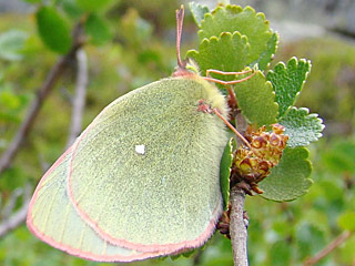 Hochmoor-Gelbling  Colias palaeno  Moorland Clouded Yellow