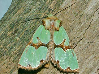 Malachiteule  Staurophora celsia