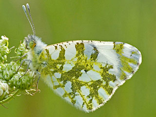 Euchloe ausonia  stlicher gesprenkelter Weiling  Eastern Dappled White