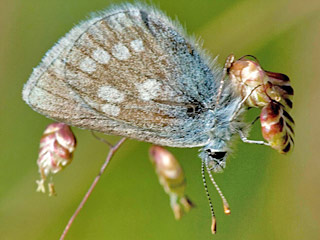 Heller Alpenbluling  Plebeius orbitulus