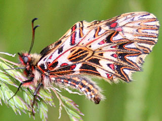 Osterluzeifalter  Zerynthia polyxena  Southern Festoon