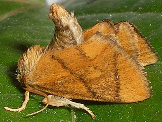Grosser Schneckenspinner (Schildmotte) Apoda limacodes The Festoon