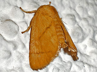 Grosser Schneckenspinner (Schildmotte) Apoda limacodes The Festoon