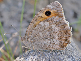 Pseudochazara orestes  Dils' Grayling