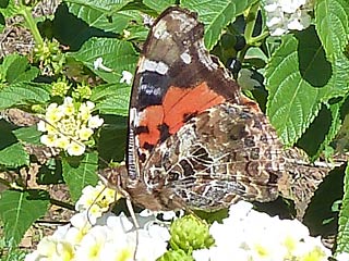 Kanarischer Admiral Vanessa vulcania Canary Red Admiral