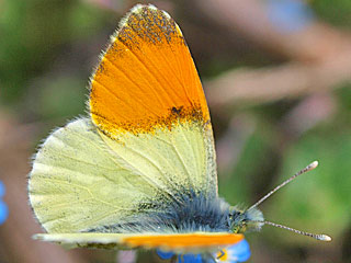 Anthocharis gruneri  Gruner's Orange Tip