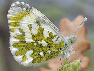 Anthocharis gruneri  Gruner's Orange Tip