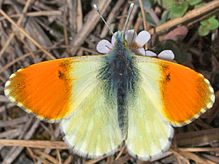 Anthocharis gruneri  Gruner's Orange Tip