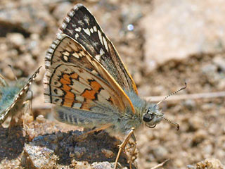 Pyrgus sidae Yellow-banded Skipper