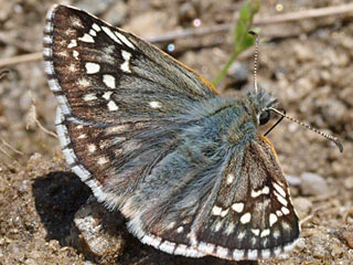 Pyrgus sidae Yellow-banded Skipper