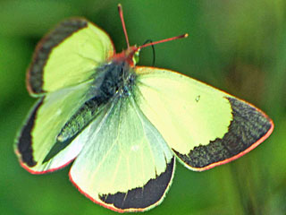 Hochmoor-Gelbling  Colias palaeno  Moorland Clouded Yellow