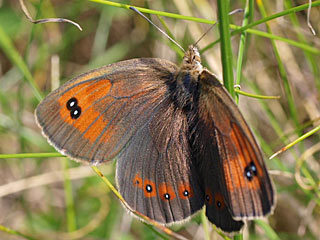 Erebia ottomana  Ottoman Brassy Ringlet