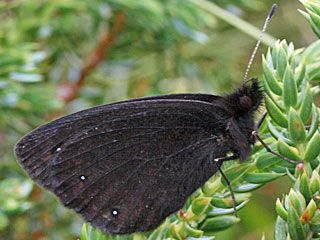 Erebia melas  Black Ringlet