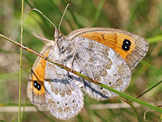 Erebia ottomana  Ottoman Brassy Ringlet