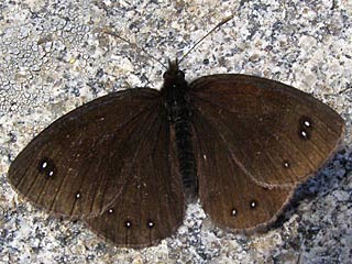 Erebia melas  Black Ringlet