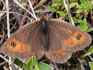 Erebia rhodopensis