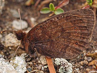 Erebia rhodopensis