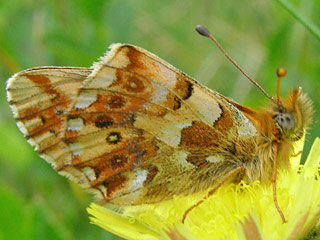 Boloria graeca  Balkan Fritillary