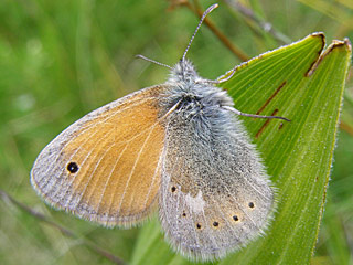 Coenonympha rhodopensis  Eastern Large Heath