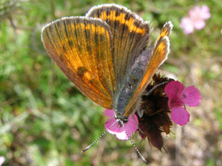 Lycaena candens  Balkan Copper