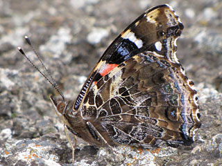 Kanarischer Admiral Vanessa vulcania Canary Red Admiral