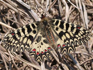 Sdlicher Osterluzeifalter Zerynthia polyxena  Southern Festoon