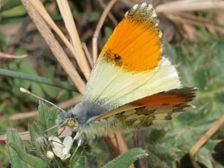 Anthocharis gruneri  Gruner's Orange Tip