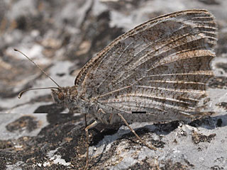 Pseudochazara orestes  Dils' Grayling